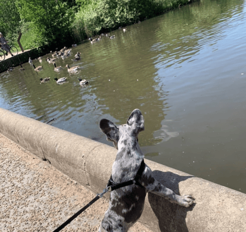 Coombe Abbey - Dog Walk-1-1