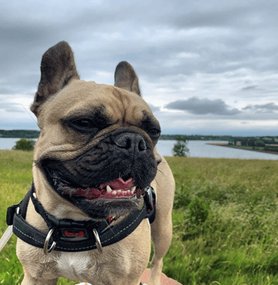 Draycote Water - Dog Walk