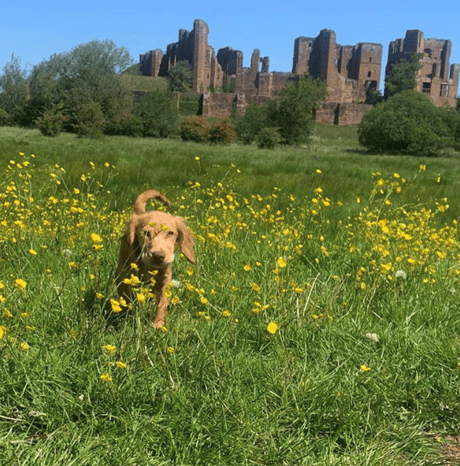 Kenilworth Castle - Dog walk