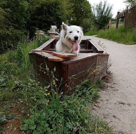 Ryton Pools - Dog walk