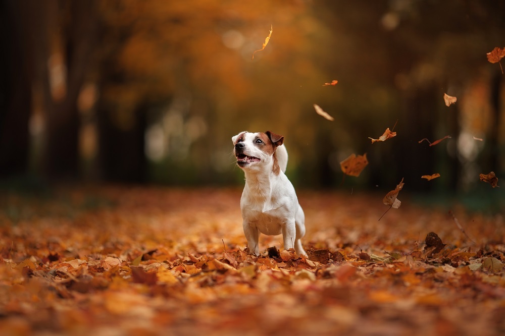 WEB Dog autumn leaves