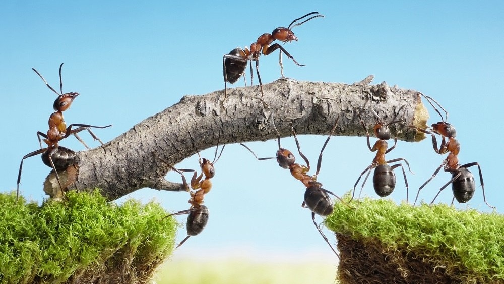 WEB Ants teamwork-056401-edited