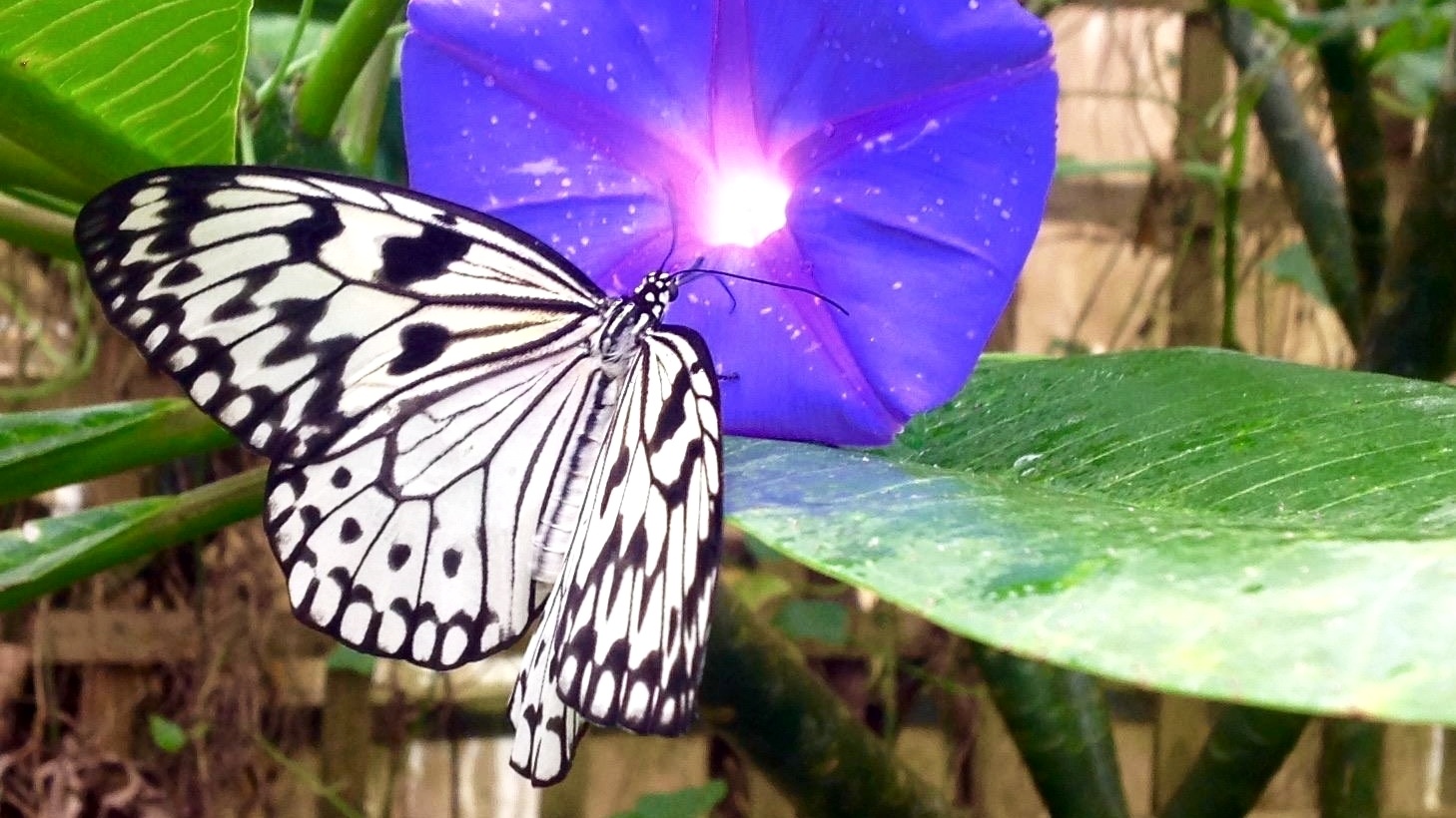 Stratford Butterfly Farm-076725-edited