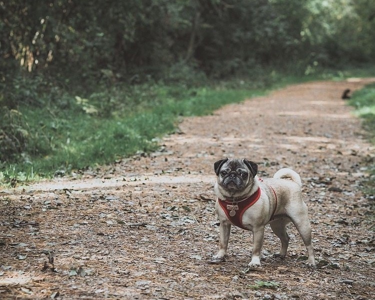 pug salcey forest-369558-edited