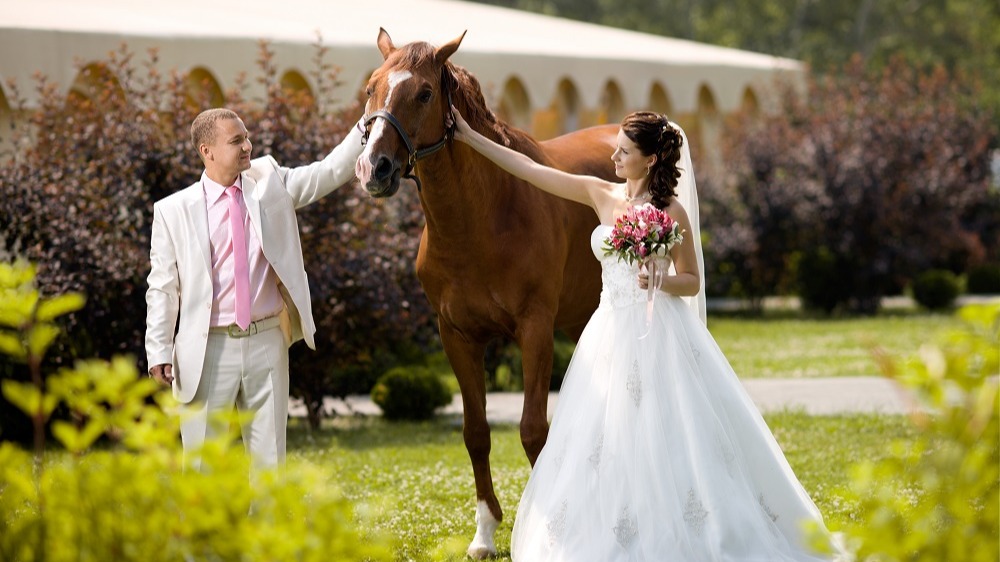 WEB Horse at Wedding-1